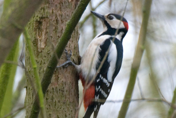 Great spotted woodpecker